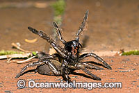 Trapdoor Spider in defence posture Photo - Gary Bell