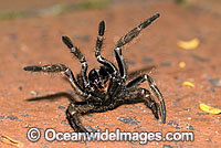 Trapdoor Spider Misgolas sp. Photo - Gary Bell