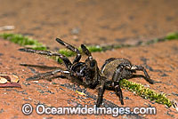 Trapdoor Spider male in strike pose Photo - Gary Bell