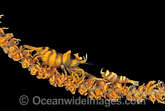 Commensal Whip Shrimp on Whip Coral photo Commensal Whip Shrimp on Whip Coral photo
