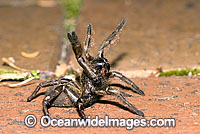 Trapdoor Spider Misgolas sp. Photo - Gary Bell