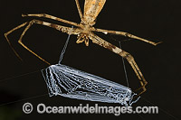 Net-casting Spider Deinopis subrufa Photo - Gary Bell