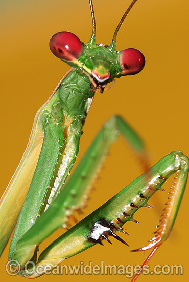 Garden Praying Mantid photo Garden Praying Mantid photo