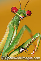 Garden Praying Mantid Photo - Gary Bell