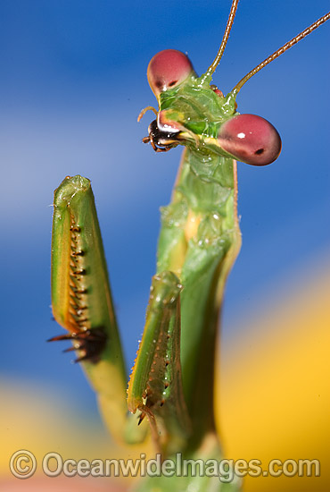 Praying Mantid Orthodera ministralis photo Praying Mantid Orthodera ministralis photo