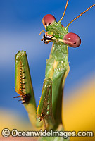 Praying Mantid Orthodera ministralis Photo - Gary Bell