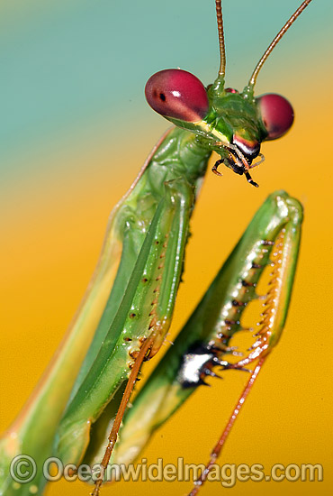 Garden Praying Mantid photo Garden Praying Mantid photo