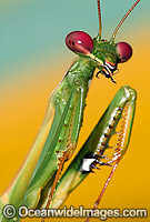 Garden Praying Mantid Photo - Gary Bell