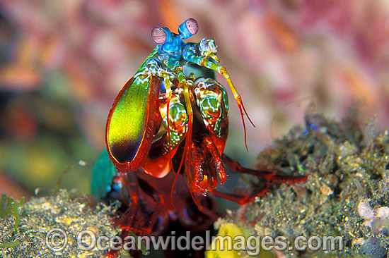 Mantis Shrimp Odontodactylus scyallarus photo Mantis Shrimp Odontodactylus scyallarus photo