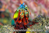 Mantis Shrimp Odontodactylus scyallarus Photo - Gary Bell