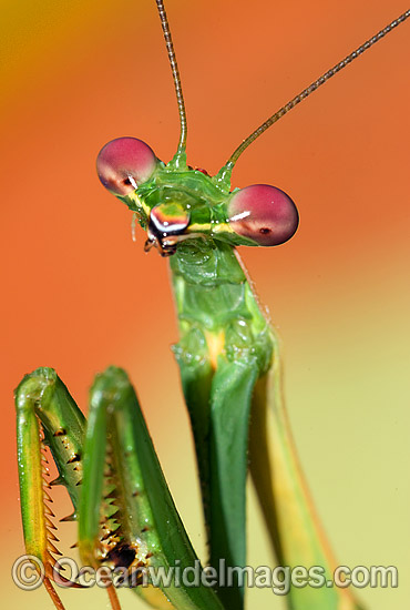 Praying Mantis photo Praying Mantis photo