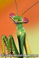 Praying Mantis Photo - Gary Bell