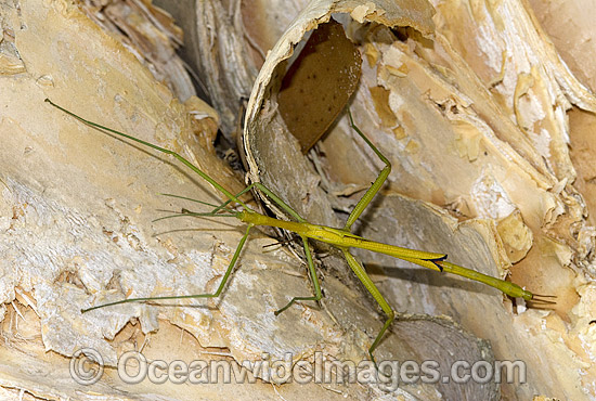 Stick Insect Phasmidae photo Stick Insect Phasmidae photo