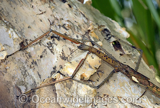 Titan Stick Insect Acrophylla titan photo Titan Stick Insect Acrophylla titan photo