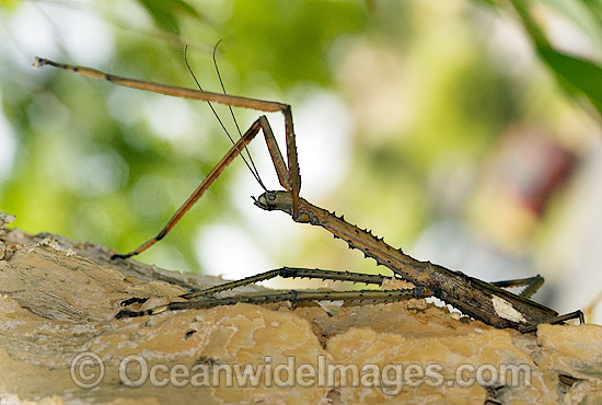 Titan Stick Insect Acrophylla titan photo Titan Stick Insect Acrophylla titan photo