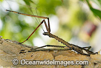 Titan Stick Insect Acrophylla titan Photo - Gary Bell