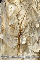 Great Brown Stick Insect Photo - Gary Bell