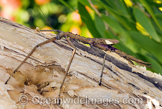 Titan Stick Insect photo Titan Stick Insect photo