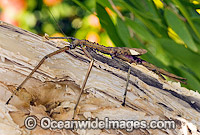 Titan Stick Insect Photo - Gary Bell