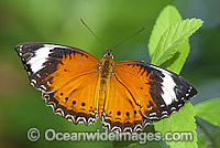 Orange Lacewing Butterfly Cethosia penthesilea Photo - Gary Bell