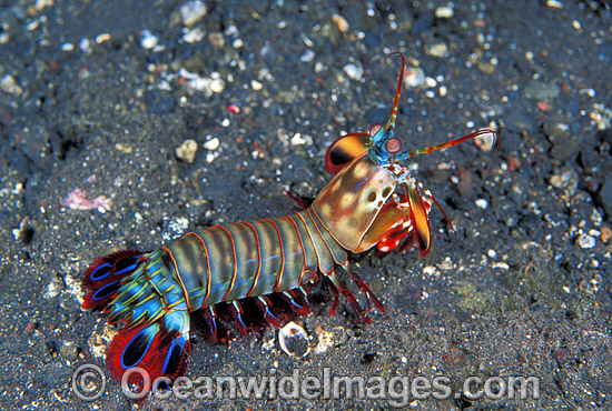 Mantis Shrimp photo Mantis Shrimp photo