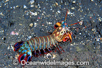 Mantis Shrimp Photo - Gary Bell