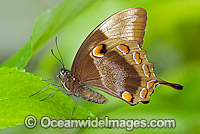 Ulysses Butterfly Papilio ulysses Photo - Gary Bell