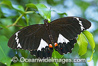 Orchard Swallowtail Butterfly Papilio aegeus Photo - Gary Bell