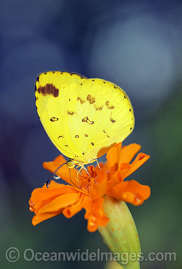 Grass-yellow Butterfly Eurema hecabe photo