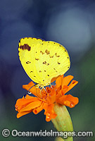 Grass-yellow Butterfly Eurema hecabe Photo - Gary Bell