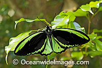 Cairns Birdwing Butterfly Ornithoptera priamus Photo - Gary Bell