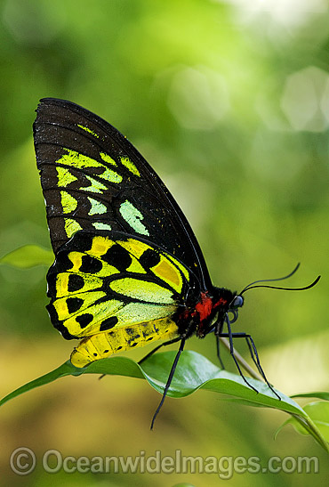 Cairns Birdwing Butterfly Ornithoptera priamus photo