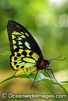 Cairns Birdwing Butterfly Ornithoptera priamus Photo - Gary Bell