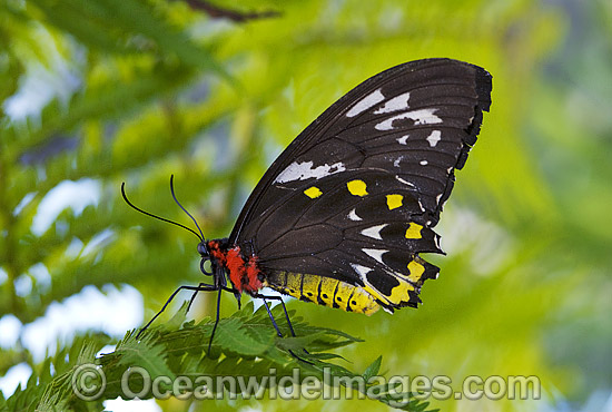 Cairns Birdwing Butterfly photo