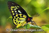 Cairns Birdwing Butterfly Photo - Gary Bell
