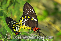 Cairns Birdwing Butterfly Ornithoptera priamus Photo - Gary Bell