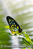 Cairns Birdwing Butterfly Photo - Gary Bell