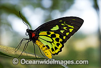 Cairns Birdwing Butterfly Ornithoptera priamus Photo - Gary Bell