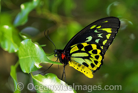 Cairns Birdwing Butterfly photo