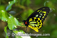 Cairns Birdwing Butterfly Photo - Gary Bell