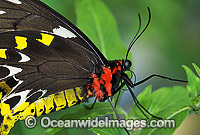 Cairns Birdwing Butterfly Ornithoptera priamus Photo - Gary Bell