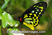 Cairns Birdwing Butterfly Photo - Gary Bell