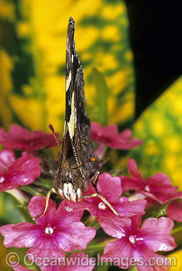 Yellow Admiral Butterfly Vanessa itea photo Yellow Admiral Butterfly Vanessa itea photo