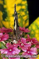 Yellow Admiral Butterfly Vanessa itea Photo - Gary Bell