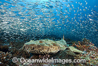 Spotted Wobbegong Shark Photo - Gary Bell