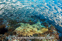 Spotted Wobbegong Shark Photo - Gary Bell
