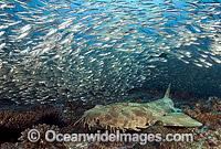 Spotted Wobbegong Shark Orectolobus maculatus Photo - Gary Bell