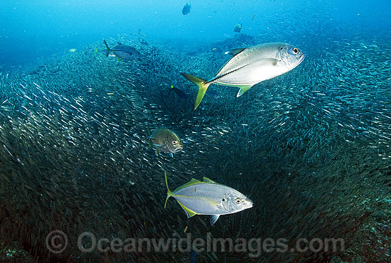 Big-eye Trevally Caranx sexfasciatus photo Big-eye Trevally Caranx sexfasciatus photo