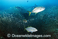 Big-eye Trevally Caranx sexfasciatus Photo - Gary Bell
