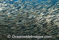 Schooling Slender Cardinalfish Photo - Gary Bell
